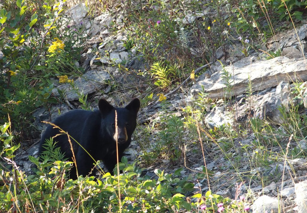 animaux au Canada