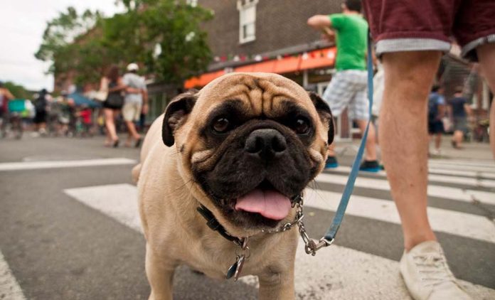 avoir un chien ou un chat à Montréal