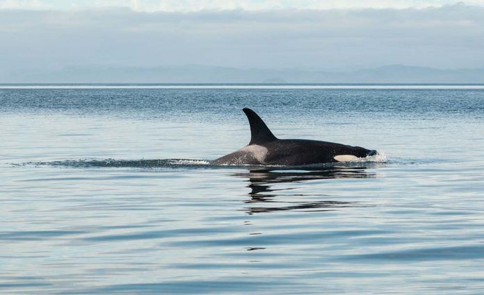 Animaux Au Canada Où Et à Quelle Période Les Observer