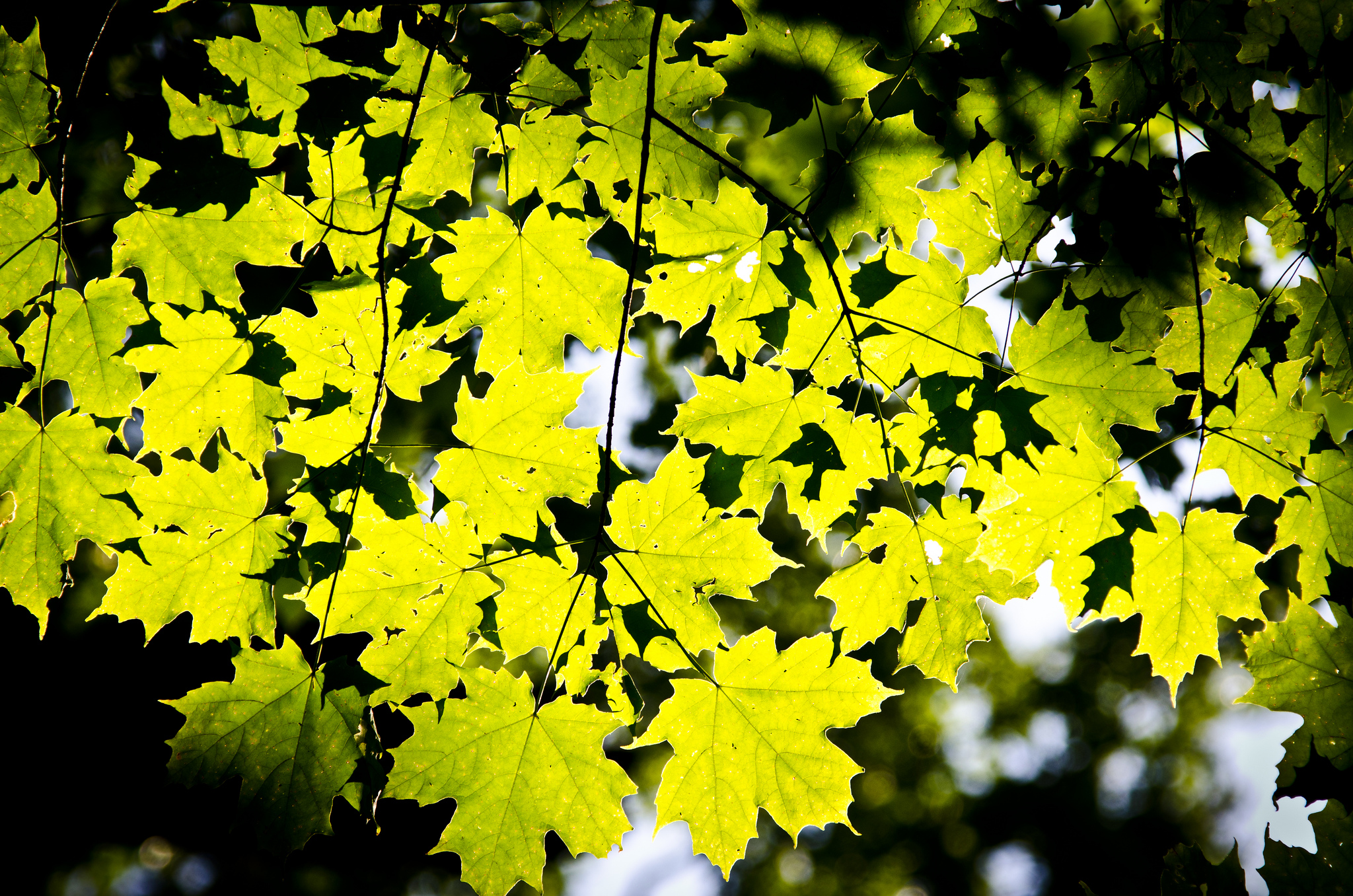 saisons au Canada